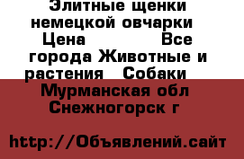 Элитные щенки немецкой овчарки › Цена ­ 30 000 - Все города Животные и растения » Собаки   . Мурманская обл.,Снежногорск г.